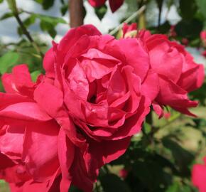 Růže pnoucí Kordes 'Paul's Scarlet Climber' - Rosa PN 'Paul's Scarlet Climber'