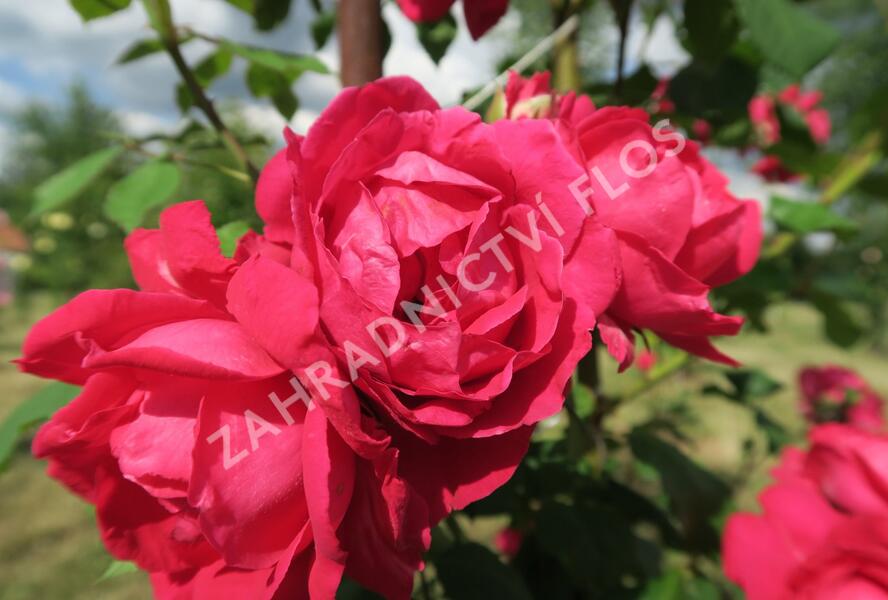 Růže pnoucí Kordes 'Paul's Scarlet Climber' - Rosa PN 'Paul's Scarlet Climber'