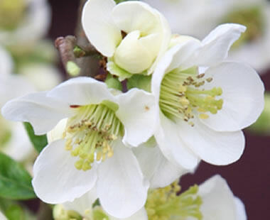 Kdoulovec lahvicovitý 'Jet Trail' - Chaenomeles speciosa 'Jet Trail'