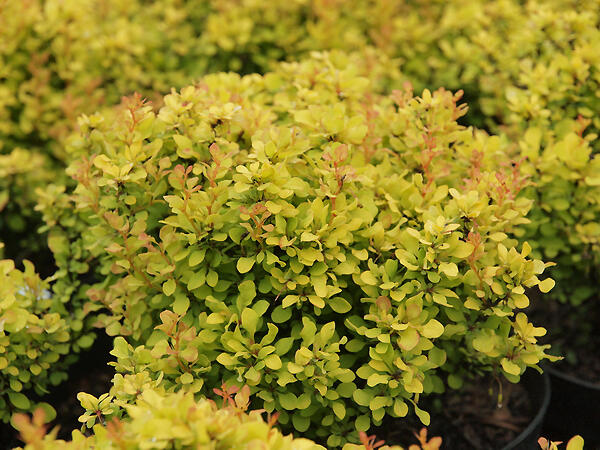 Dřišťál Thunbergův 'Evita' - Berberis thunbergii 'Evita'