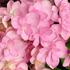 hortenzie-velkolista-you-me-romance.jpg