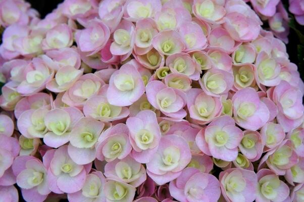 Hortenzie velkolistá 'You & Me Love' - Hydrangea macrophylla 'You & Me Love'