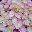 Hortenzie velkolistá 'You & Me Love' - Hydrangea macrophylla 'You & Me Love'