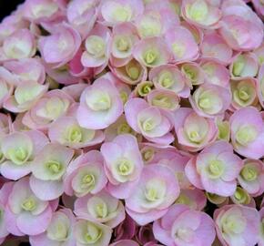 Hortenzie velkolistá 'You & Me Love' - Hydrangea macrophylla 'You & Me Love'