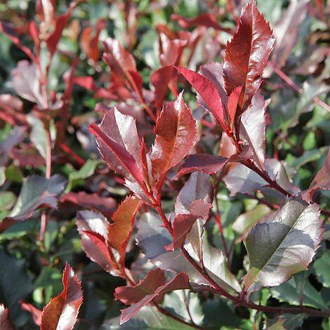 Blýskavka Fraserova 'Corallina' - Photinia fraseri 'Corallina'