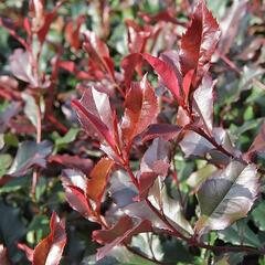 Blýskavka Fraserova 'Corallina' - Photinia fraseri 'Corallina'