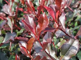 Blýskavka Fraserova 'Corallina' - Photinia fraseri 'Corallina'
