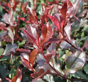 Blýskavka Fraserova 'Corallina' - Photinia fraseri 'Corallina'