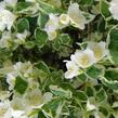 Pustoryl věncový 'Variegatus' - Philadelphus coronarius 'Variegatus'