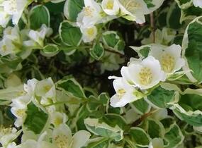 Pustoryl věncový 'Variegatus' - Philadelphus coronarius 'Variegatus'