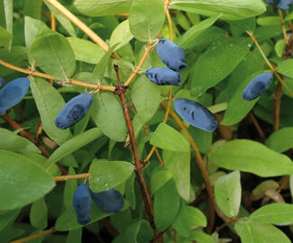 Zimolez kamčatský 'Zojka' - Lonicera kamtschatica 'Zojka'