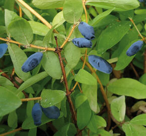 Zimolez kamčatský 'Zojka' - Lonicera kamtschatica 'Zojka'