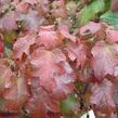 Hortenzie dubolistá 'Burgundy' - Hydrangea quercifolia 'Burgundy'