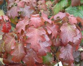 Hortenzie dubolistá 'Burgundy'