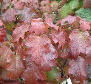 Hortenzie dubolistá 'Burgundy' - Hydrangea quercifolia 'Burgundy'