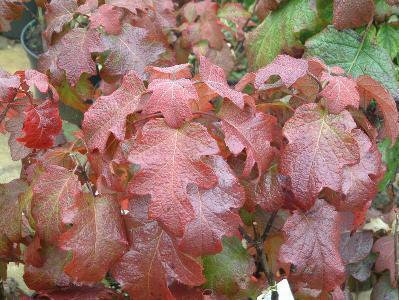 Hortenzie dubolistá 'Burgundy' - Hydrangea quercifolia 'Burgundy'