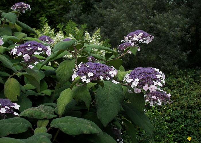 Hortenzie Sangentova - Hydrangea aspera ssp. sargentiana