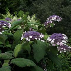 Hortenzie Sangentova - Hydrangea aspera ssp. sargentiana