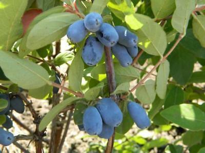 Zimolez modrý 'Duet' - Lonicera caerulea v.kamtschatica 'Duet'