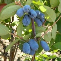 Zimolez kamčatský 'Duet' - Lonicera kamtschatica 'Duet'