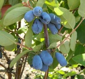 Zimolez modrý 'Duet' - Lonicera caerulea v.kamtschatica 'Duet'