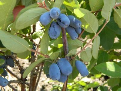 Zimolez kamčatský 'Duet' - Lonicera kamtschatica 'Duet'