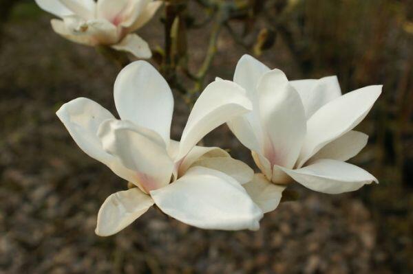 Šácholan Soulangeanův 'Superba' - Magnolia soulangeana 'Superba'