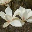 Šácholan Soulangeanův 'Superba' - Magnolia soulangeana 'Superba'