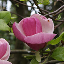 Šácholan Soulangeanův 'Lennei' - Magnolia soulangeana 'Lennei'