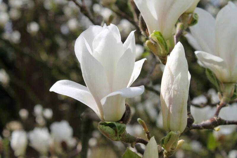 Šácholan Soulangeanův 'Alba Superba' - Magnolia soulangeana 'Alba Superba'