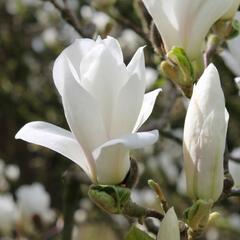 Šácholan Soulangeanův 'Alba Superba' - Magnolia soulangeana 'Alba Superba'