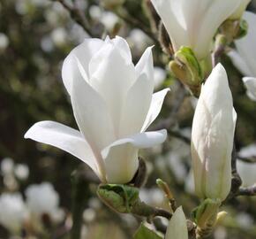 Šácholan Soulangeanův 'Alba Superba' - Magnolia soulangeana 'Alba Superba'