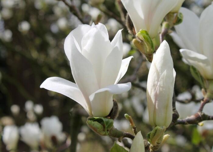 Šácholan Soulangeanův 'Alba Superba' - Magnolia soulangeana 'Alba Superba'