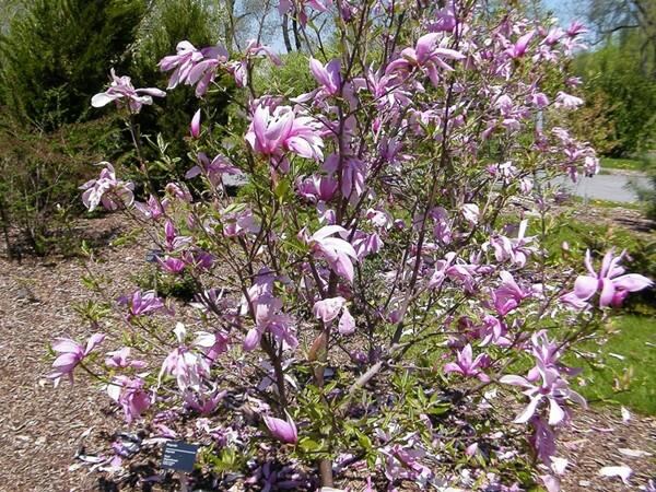 Šácholan liliokvětý 'Rickii' - Magnolia 'Rickii'
