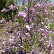 Šácholan liliokvětý 'Rickii' - Magnolia 'Rickii'