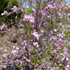 Šácholan liliokvětý 'Rickii' - Magnolia 'Rickii'