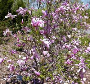 Šácholan liliokvětý 'Rickii' - Magnolia 'Rickii'