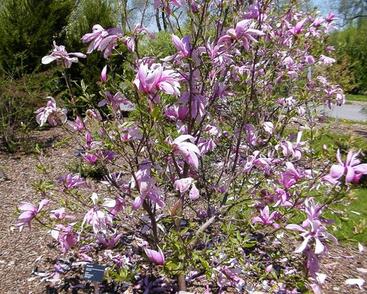 Šácholan liliokvětý 'Rickii'