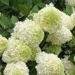 Hortenzie latnatá 'Polar Bear' - Hydrangea paniculata 'Polar Bear'