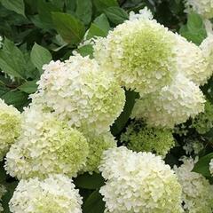 Hortenzie latnatá 'Polar Bear' - Hydrangea paniculata 'Polar Bear'