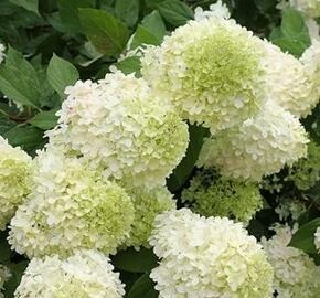 Hortenzie latnatá 'Polar Bear' - Hydrangea paniculata 'Polar Bear'