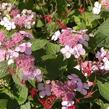 Hortenzie pilovitá 'Intermedia' - Hydrangea serrata 'Intermedia'