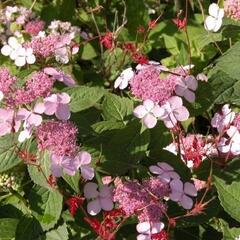 Hortenzie pilovitá 'Intermedia' - Hydrangea serrata 'Intermedia'