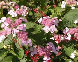 Hortenzie pilovitá 'Intermedia'