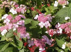 Hortenzie pilovitá 'Intermedia' - Hydrangea serrata 'Intermedia'