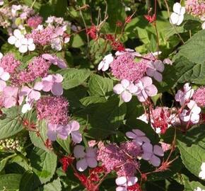 Hortenzie pilovitá 'Intermedia' - Hydrangea serrata 'Intermedia'