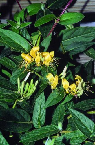 Zimolez zašpičatělý - Lonicera acuminata (henryi)