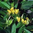 Zimolez zašpičatělý - Lonicera acuminata (henryi)