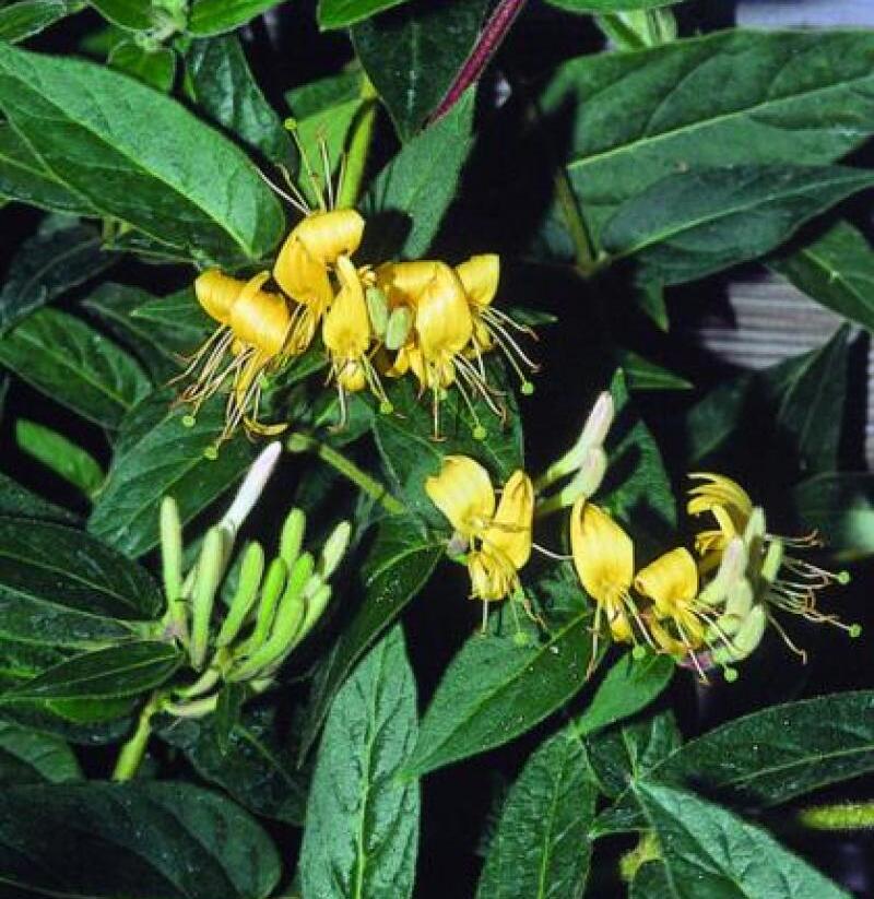 Zimolez zašpičatělý - Lonicera acuminata (henryi)