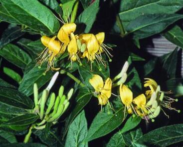 Zimolez zašpičatělý